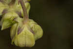 Largeflower milkweed